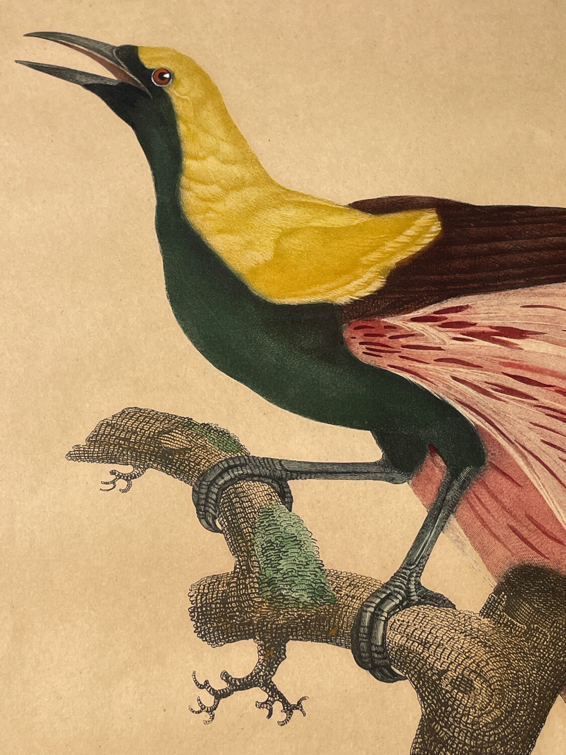 Large antique ornithological print after Barraband