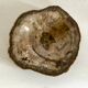 Petrified wooden ashtray