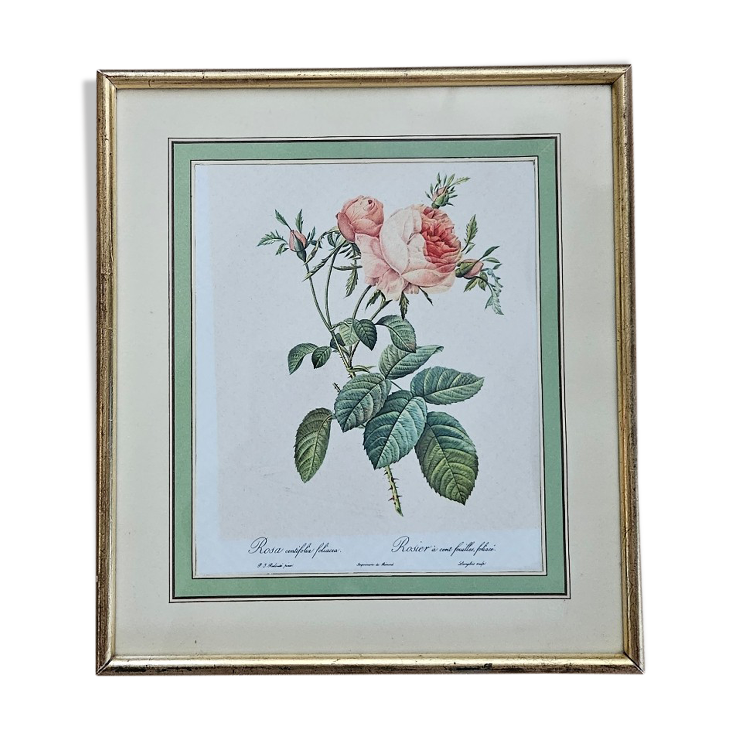 Framed lithograph under glass Rosa Centifolia Foliacea