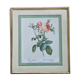 Framed lithograph under glass Rosa Centifolia Foliacea