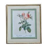 Framed lithograph under glass Rosa Centifolia Foliacea