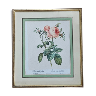 Lithographie encadrée sous verre Rosa Centifolia Foliacea