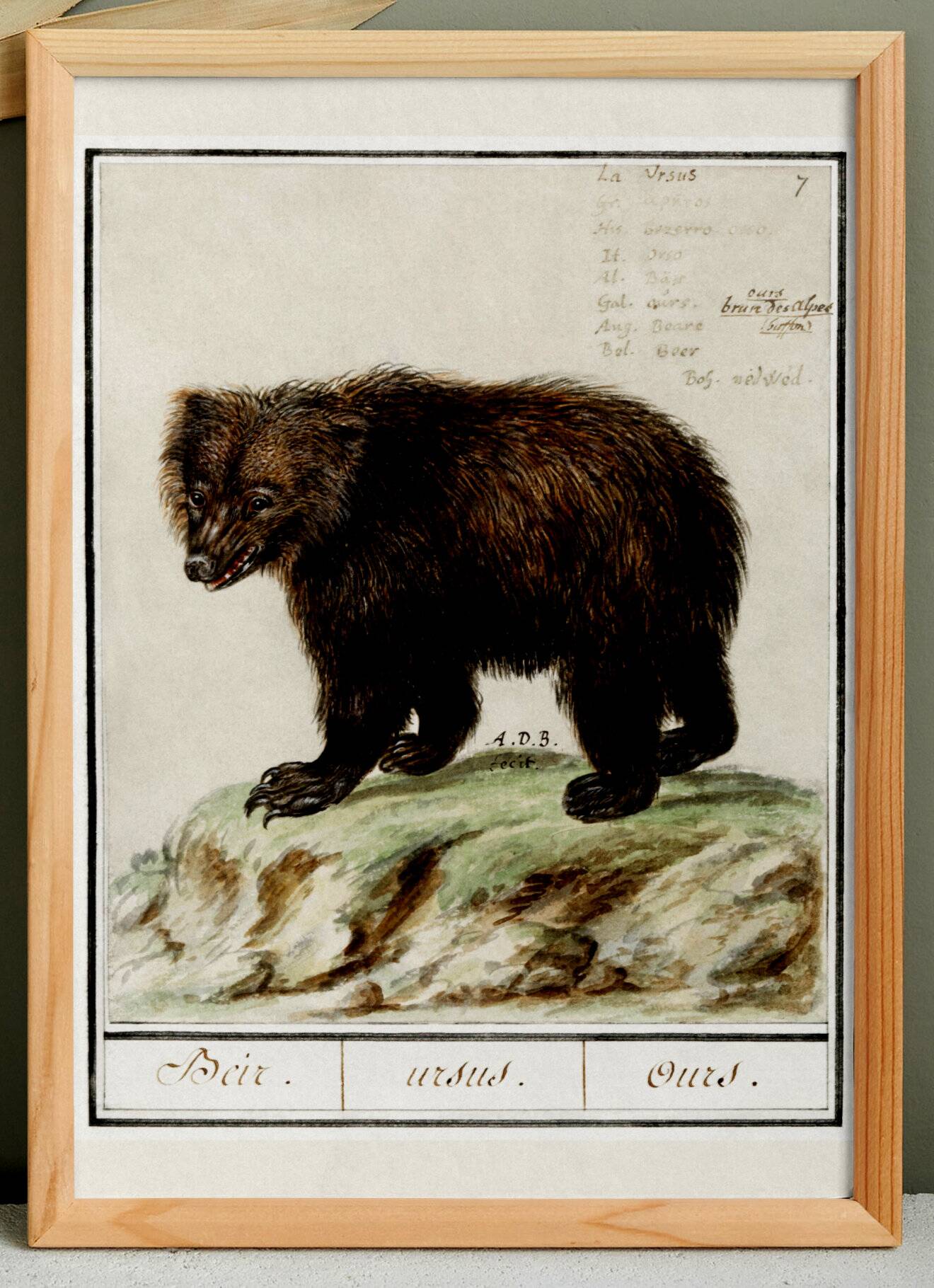 Small poster about the bear, after an old engraving from 1610.
