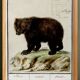 Small poster about the bear, after an old engraving from 1610.