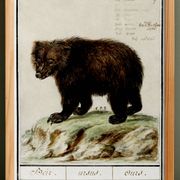 Petite affiche sur l'ours, d'après une gravure ancienne de 1610.