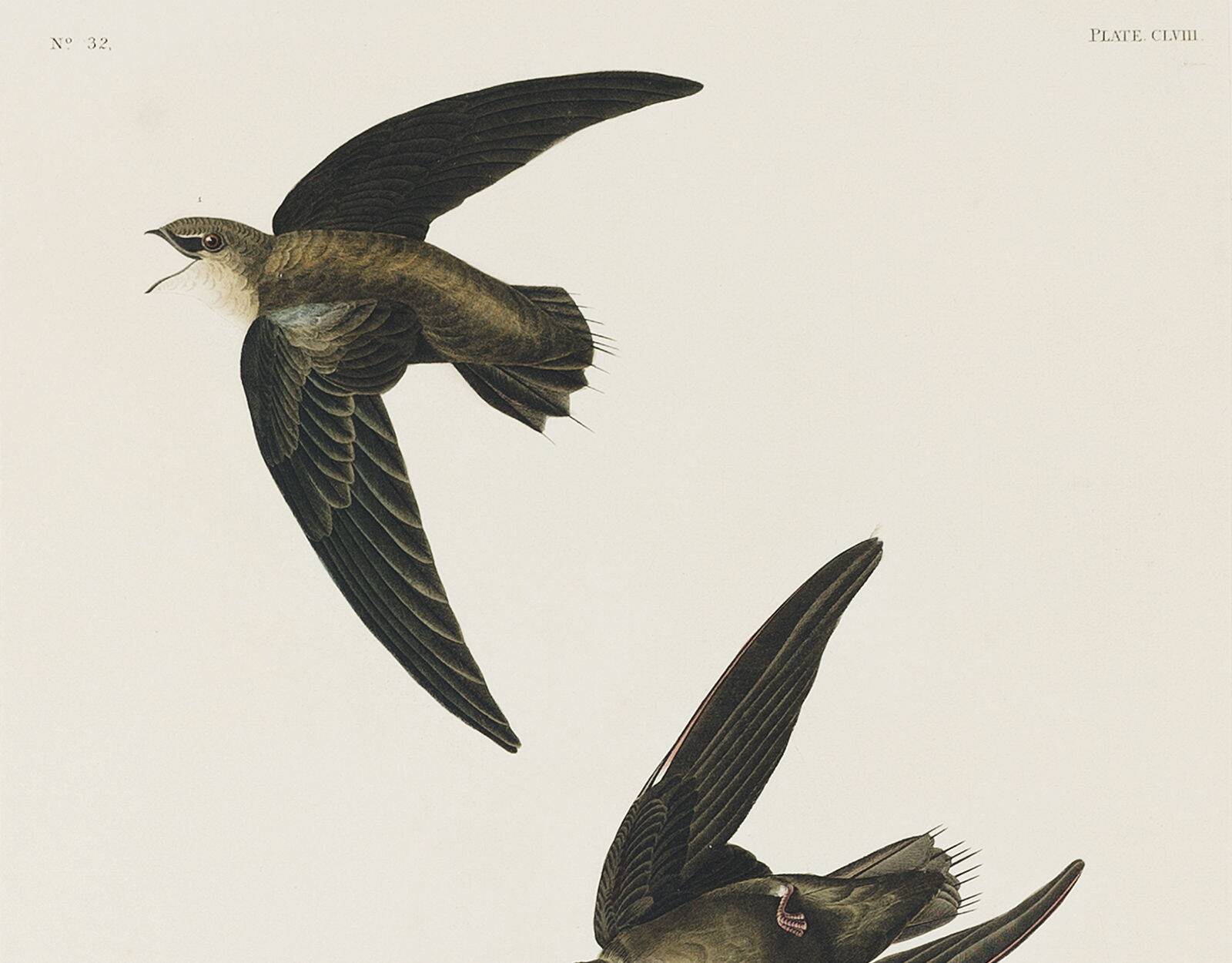 Poster about “the American Swift”, based on an old engraving from 1827.