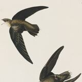 Poster about “the American Swift”, based on an old engraving from 1827.