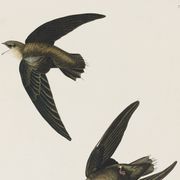 Affiche sur “le Martinet d’Amérique”, d’après une gravure ancienne de 1827.