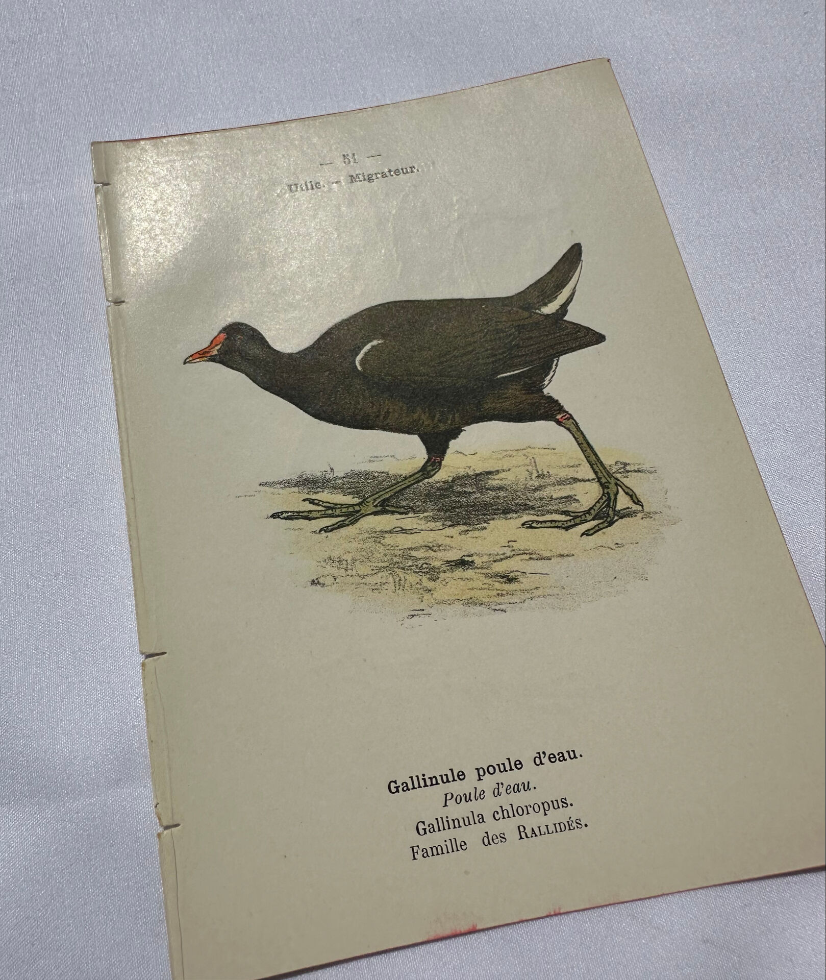 🐦 Botanical Plate Engraving of Birds Naturalist 19th Century Double-Sided A