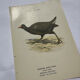 🐦 Botanical Plate Engraving of Birds Naturalist 19th Century Double-Sided A