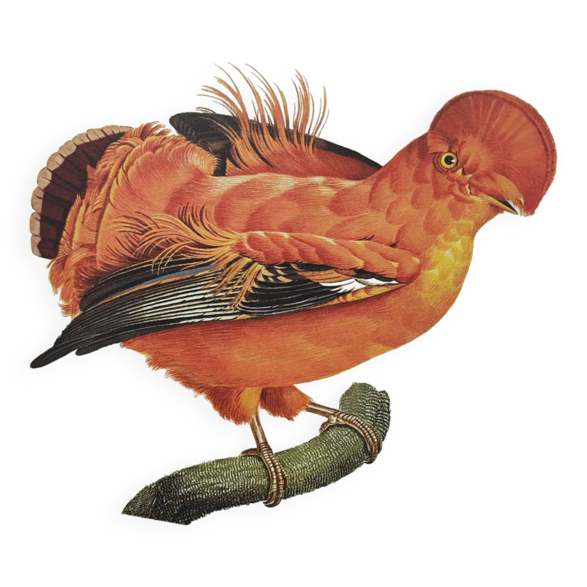 Old board - Rooster of Guyana - Vintage zoological and ornithological illustration - Bird