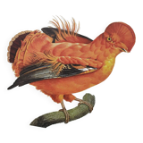 Old board - Rooster of Guyana - Vintage zoological and ornithological illustration - Bird