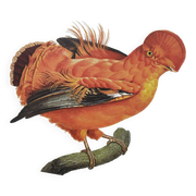 Old board - Rooster of Guyana - Vintage zoological and ornithological illustration - Bird