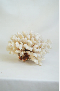 Large white coral