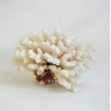 Large white coral