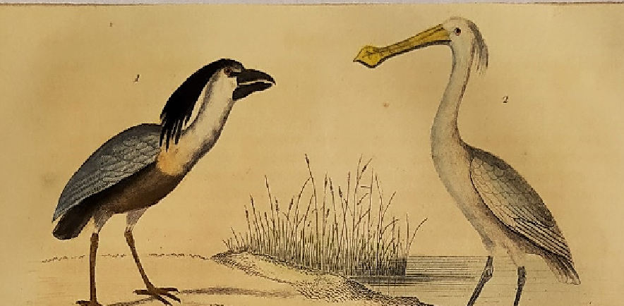 Original ornithological plate " Savacou - Spatula - &c... " Buffon (1837)