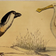 Original ornithological plate " Savacou - Spatula - &c... " Buffon (1837)