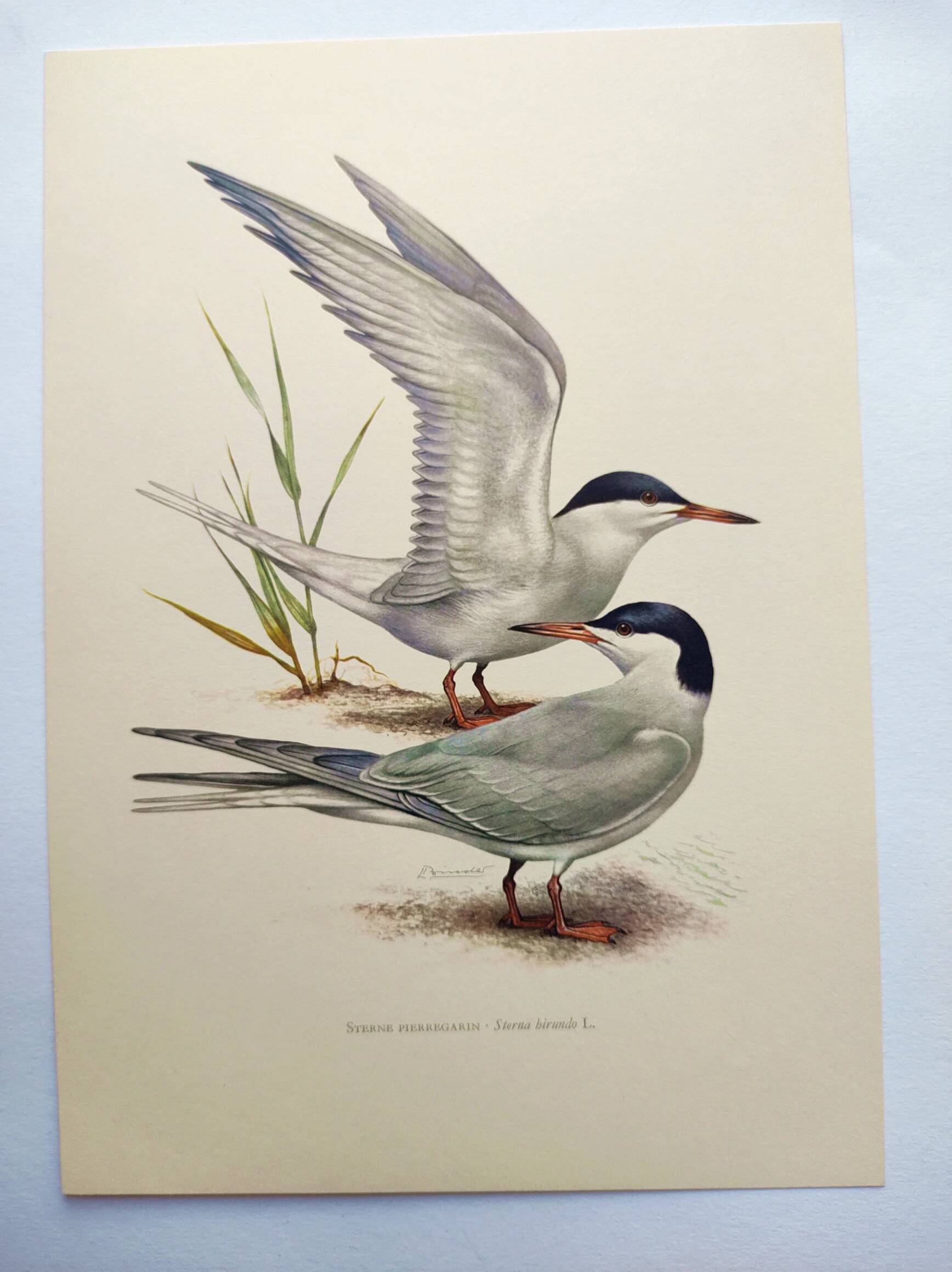 Antique bird print 1960 - Common Tern - seaside and beach