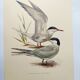 Antique bird print 1960 - Common Tern - seaside and beach
