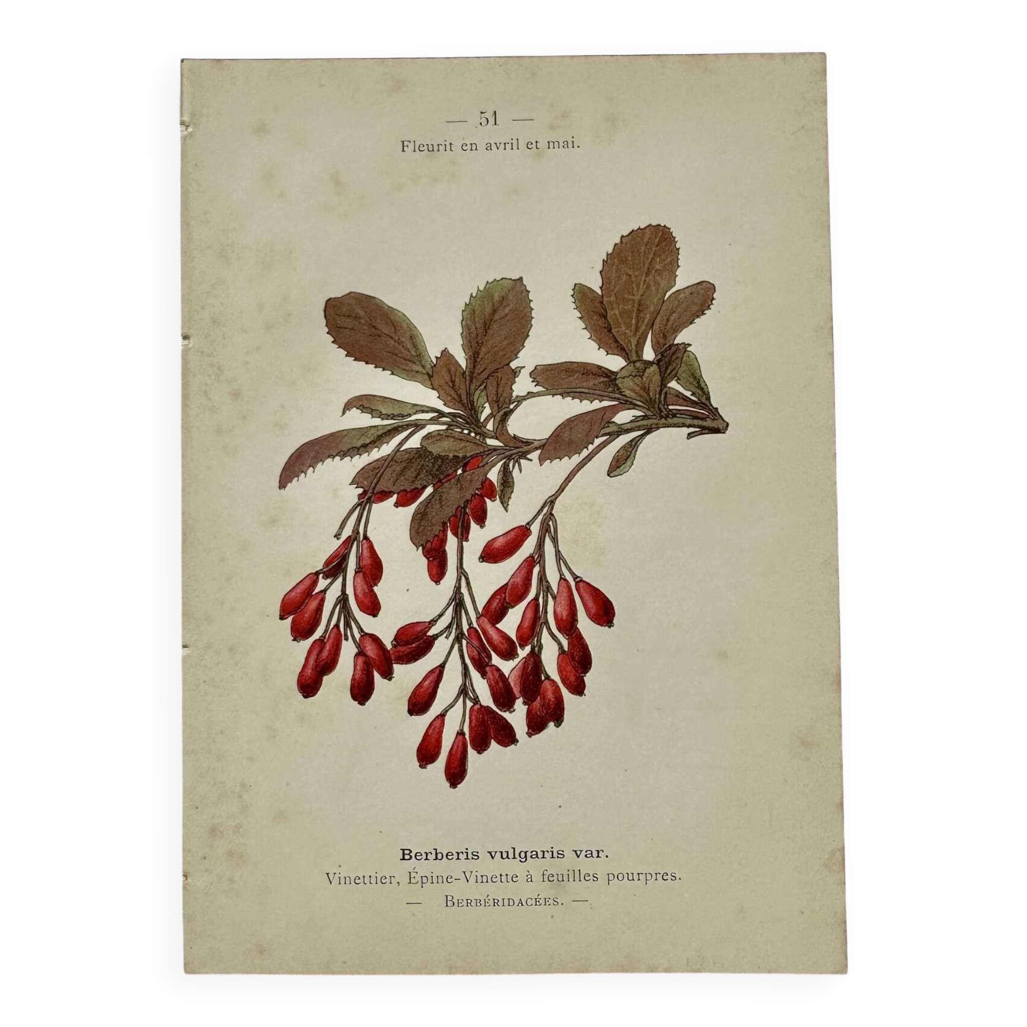 19th-century botanical engraving, double-sided, hand-coloured, plant from France.