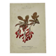 19th-century botanical engraving, double-sided, hand-coloured, plant from France.