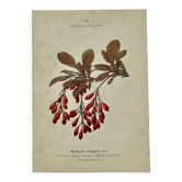 19th-century botanical engraving, double-sided, hand-coloured, plant from France.