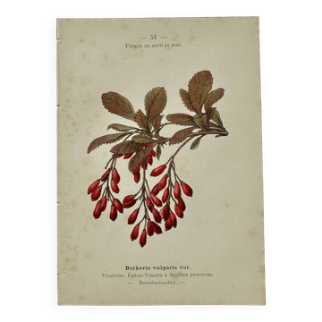 19th-century botanical engraving, double-sided, hand-coloured, plant from France.