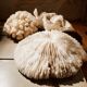 Corals and shellfish