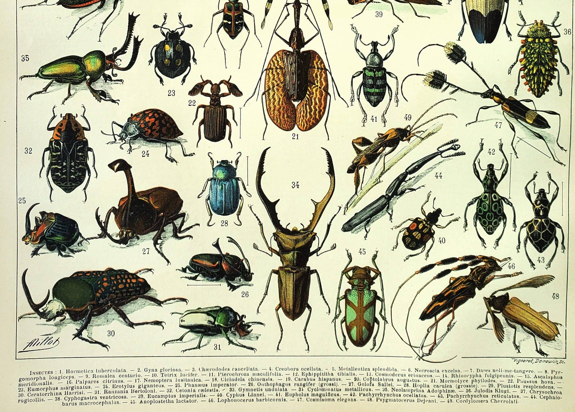 Antique Engraving - 1897 by A. Millot - Insects 2 - Vintage Lithograph