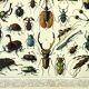 Antique Engraving - 1897 by A. Millot - Insects 2 - Vintage Lithograph