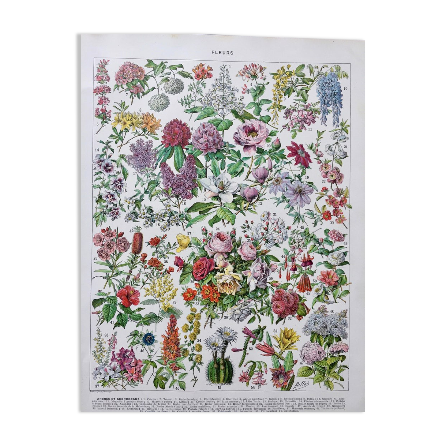 Illustration ancienne Millot "Fleurs d'arbres"