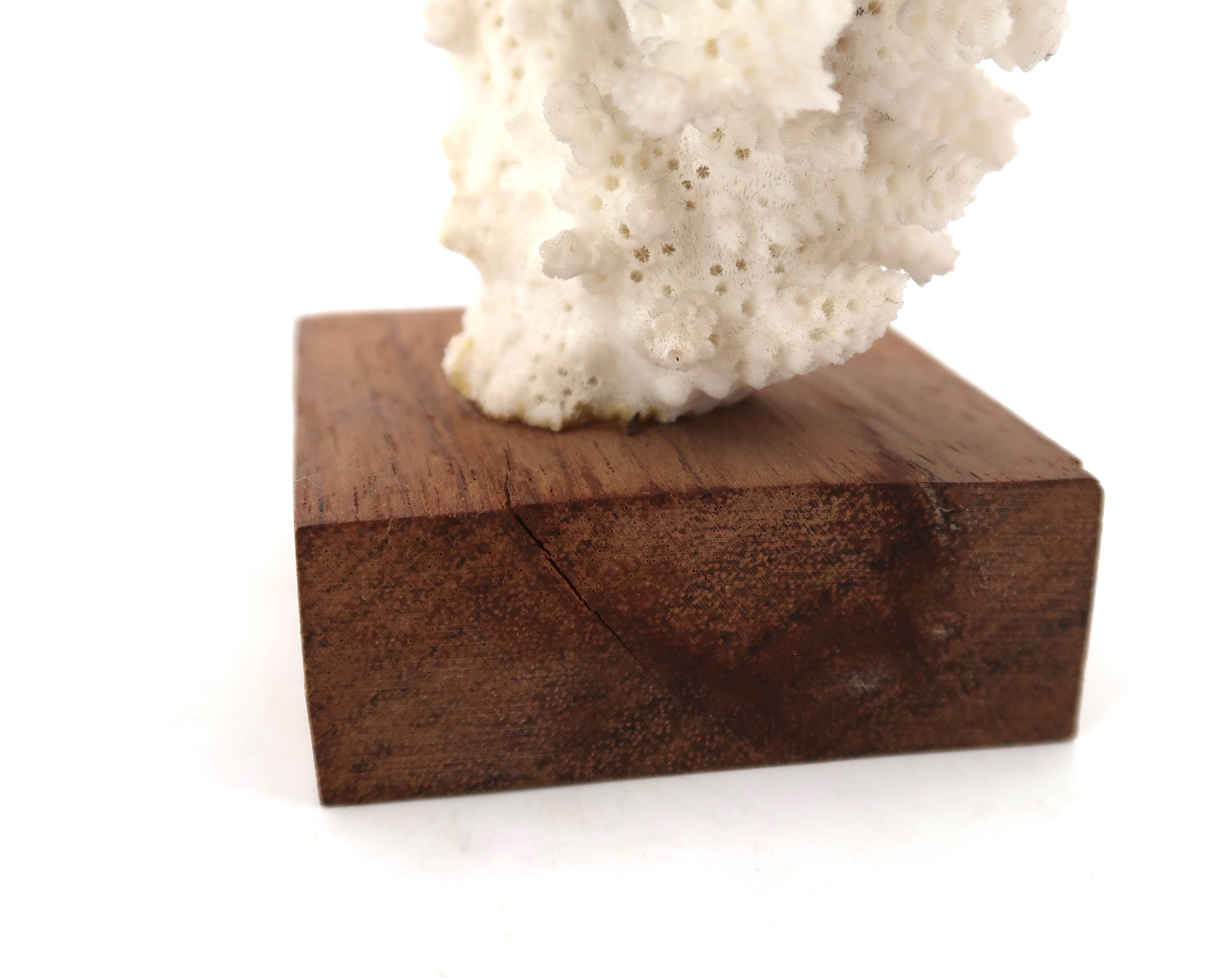 Natural white coral on a wooden base, 1970s.