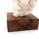 Natural white coral on a wooden base, 1970s.
