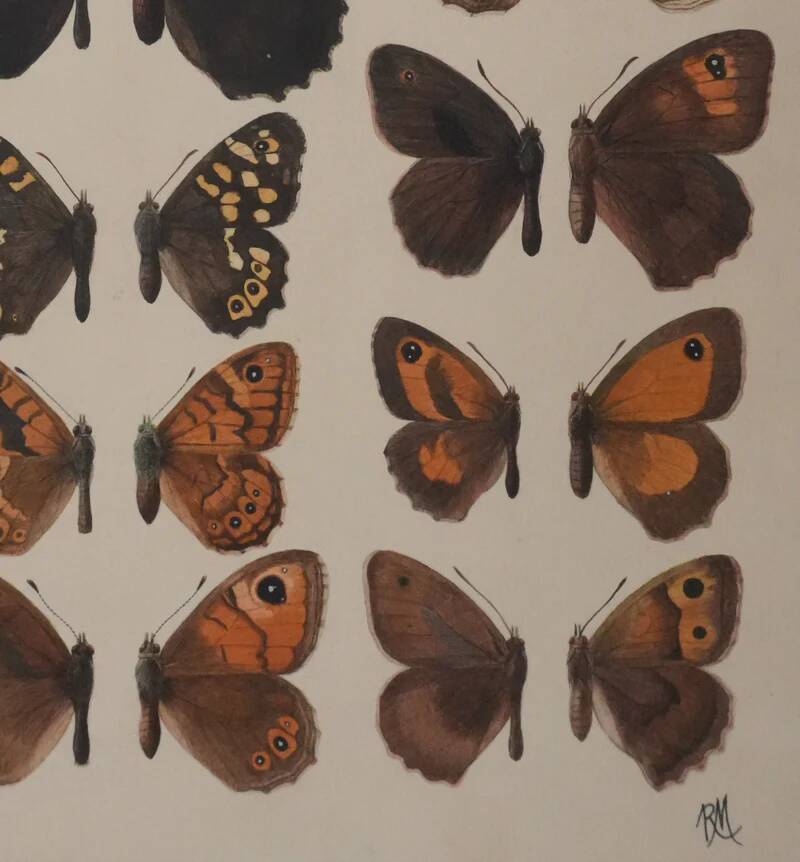 Small brown and orange butterflies, original signed watercolour, Roger METAYE.