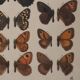 Small brown and orange butterflies, original signed watercolour, Roger METAYE.