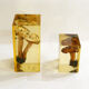 2 inclusions resin Mushrooms