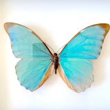 Naturalized butterfly frame