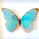 Naturalized butterfly frame