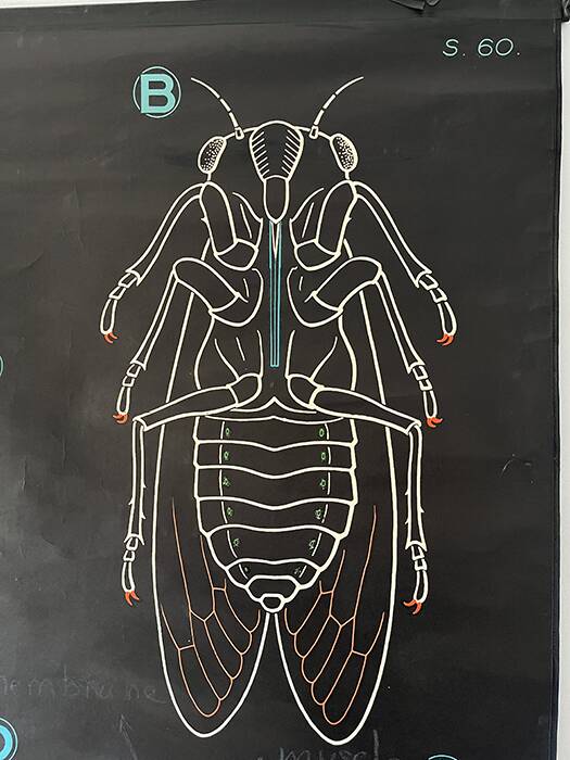 Vintage Biology Plate by Doctor Auzoux [The Cicada]