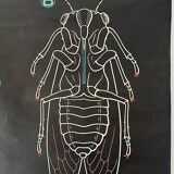 Vintage Biology Plate by Doctor Auzoux [The Cicada]