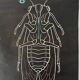 Vintage Biology Plate by Doctor Auzoux [The Cicada]