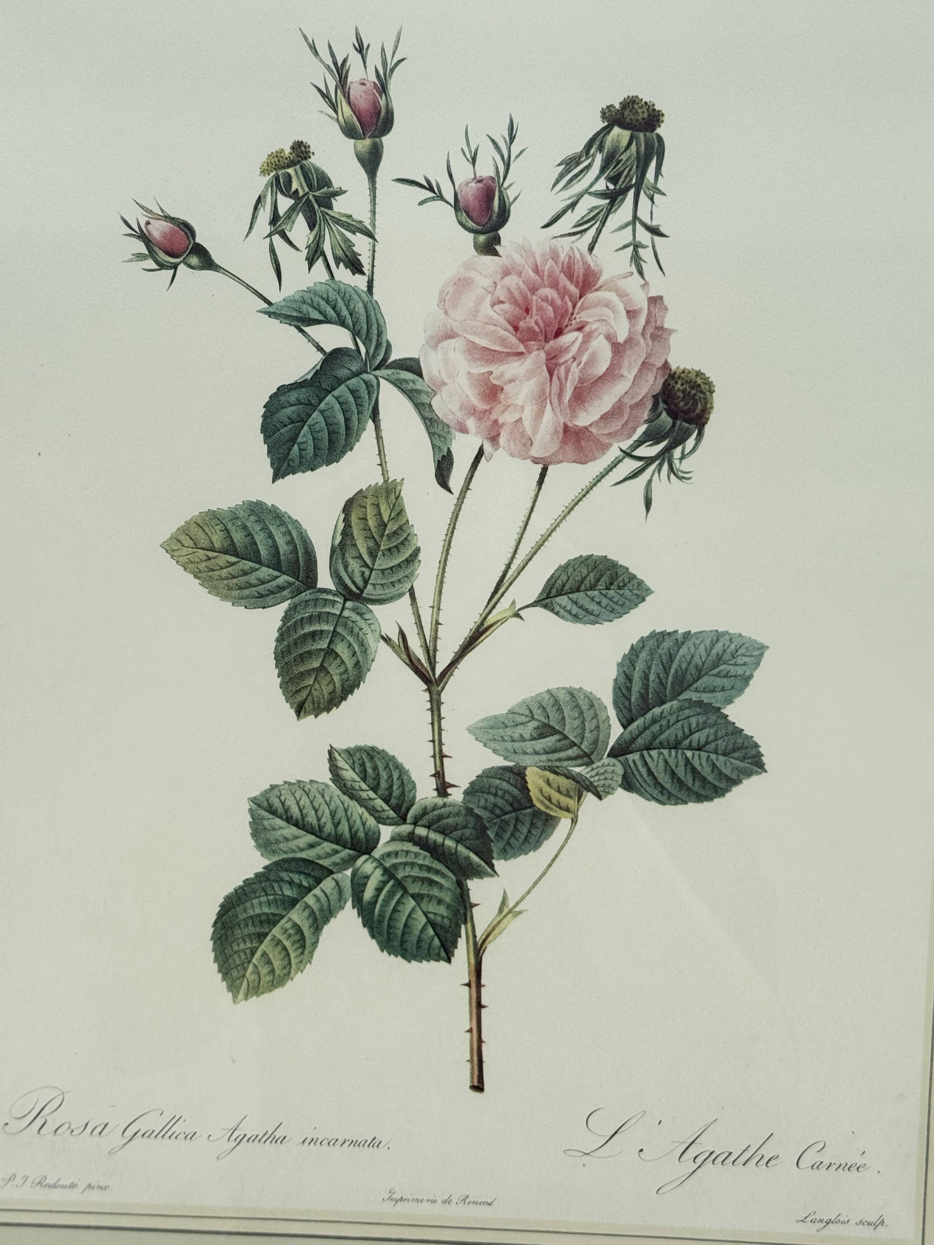 Floral illustration