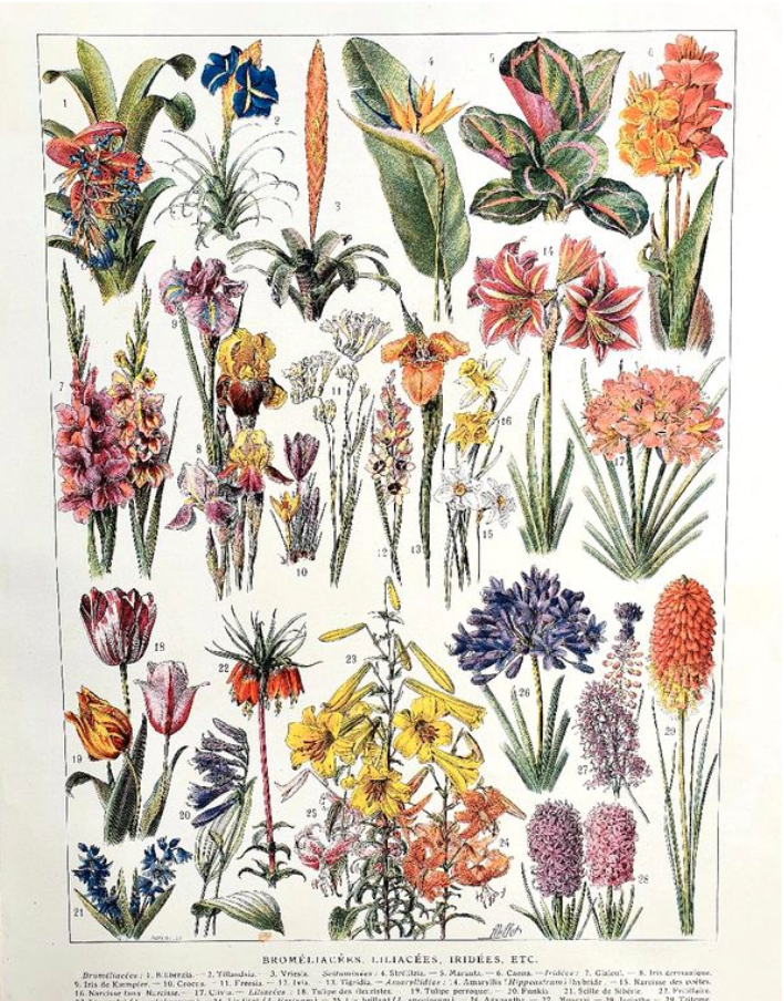 Ancient botanical plate 20s Bromeliads