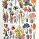Ancient botanical plate 20s Bromeliads