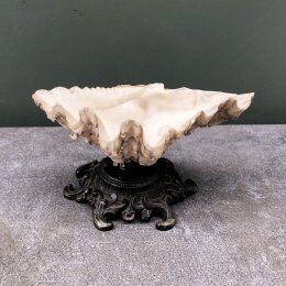 Empty pocket shell shell old