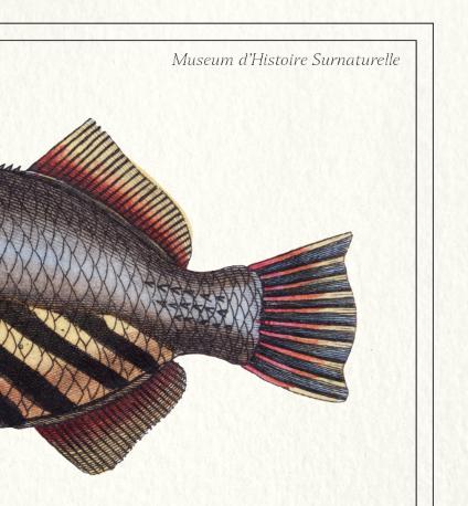 Lithography engraving vintage chimeras - 1850