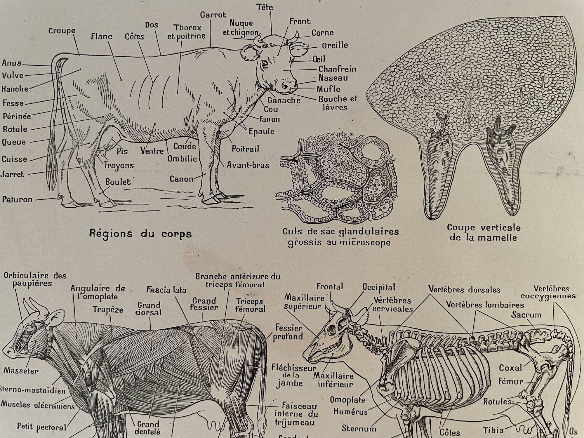 Lithograph on the anatomy of the cow from 1921