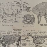 Lithograph on the anatomy of the cow from 1921