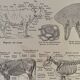 Lithograph on the anatomy of the cow from 1921