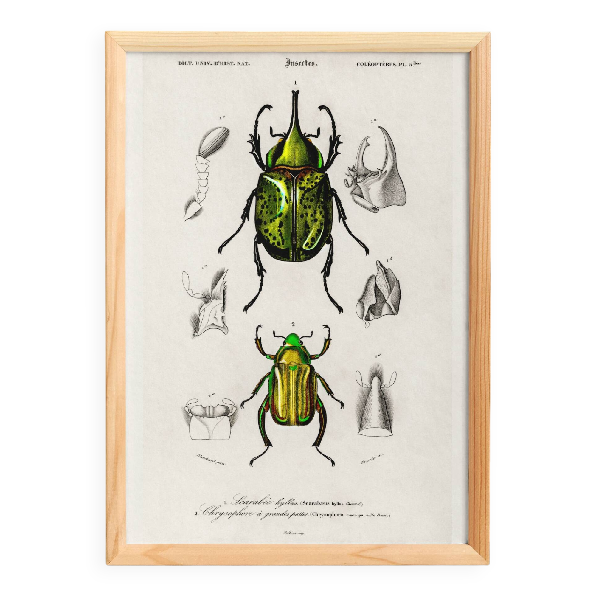Poster about scarabs, based on an old engraving from 1849.